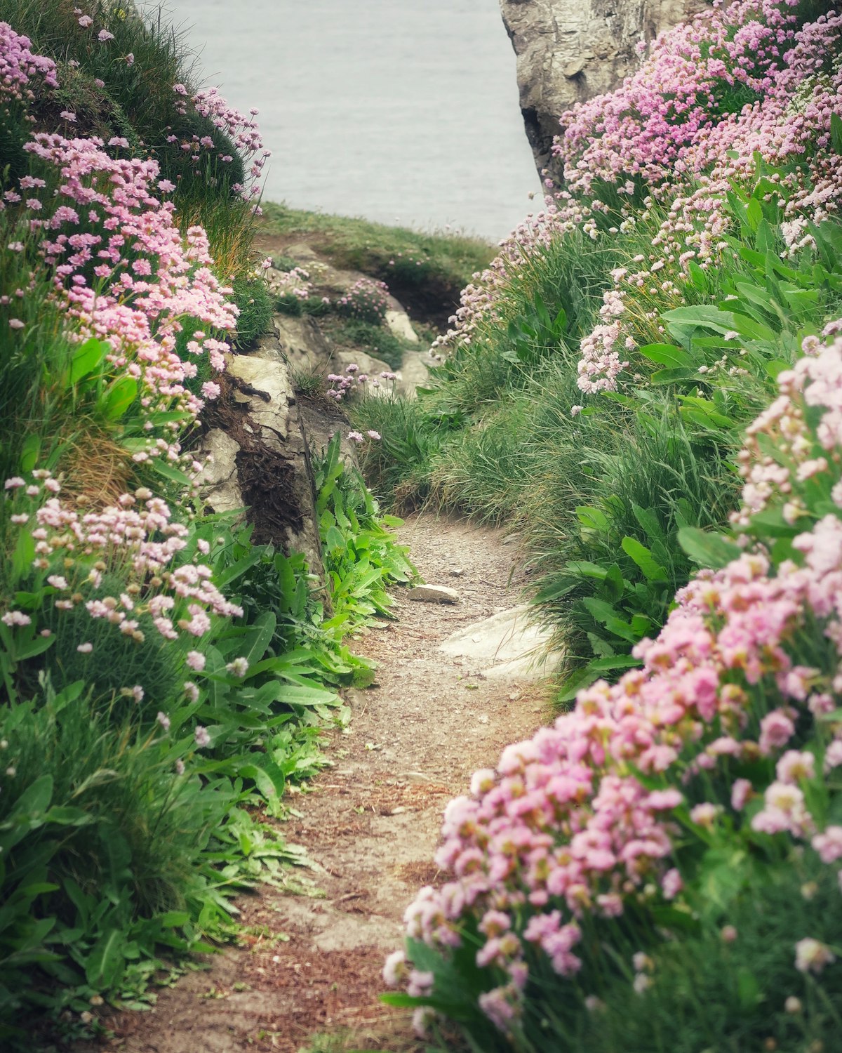 Sea thrift flowering pink along the coast path